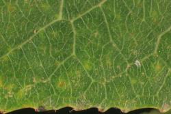 Salix cardiophylla. Upper leaf surface and margin.
 Image: D. Glenny © Landcare Research 2020 CC BY 4.0